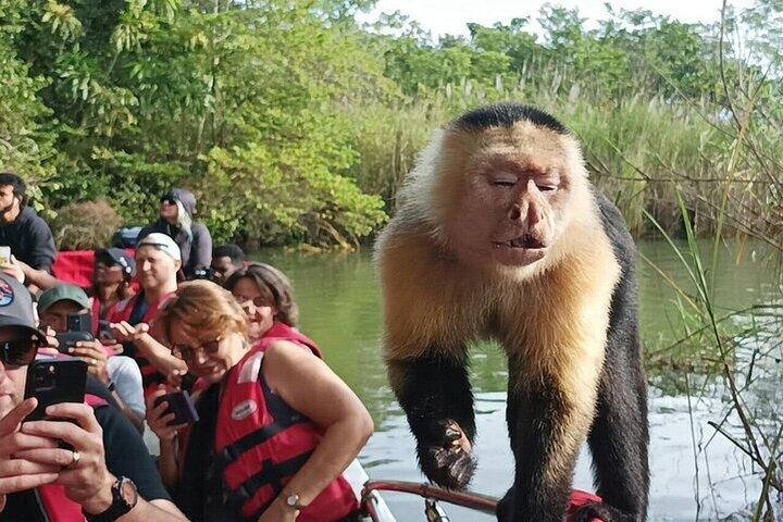 Panama Canal and Gatun Lake Wildlife Half Day Tour