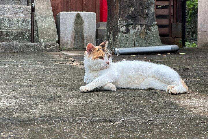 Cats & Hidden Alleyways: a Kitty-themed Walking Tour in Nagasaki