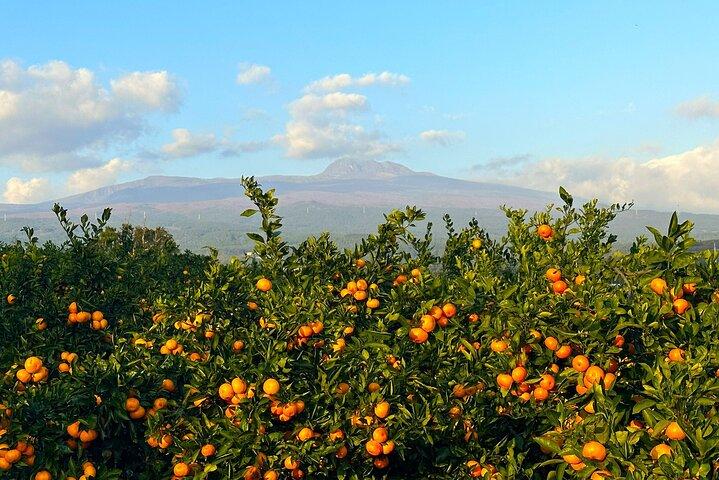 Small Group Tour for Jeju Fall Pink Muhly, Tangerines & Mt. Halla