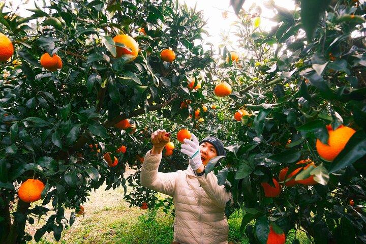 Small Group Tour for Jeju Fall Pink Muhly, Tangerines & Mt. Halla