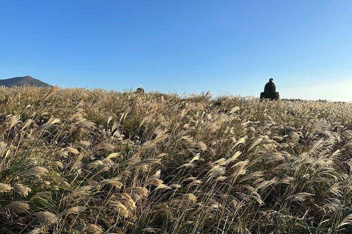 Small Group Tour for Jeju Fall Pink Muhly, Tangerines & Mt. Halla