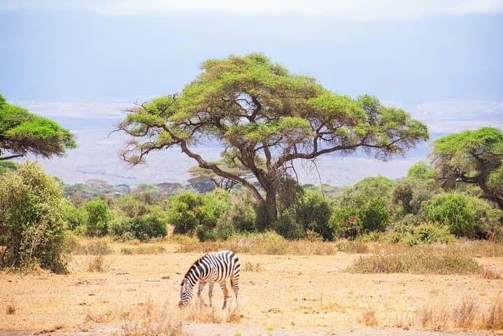 Day Tour to Amboseli National Park and Maasai Village