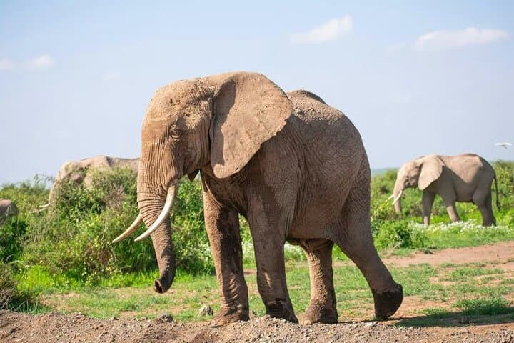Day Tour to Amboseli National Park and Maasai Village