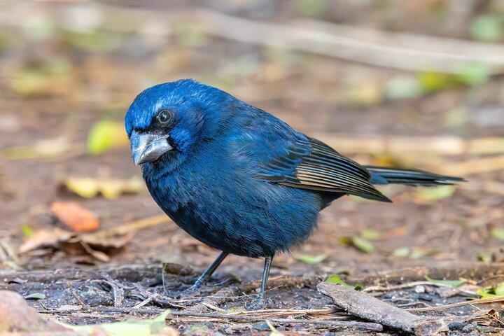 Birdwatching in Buenos Aires - South Coast Reserve