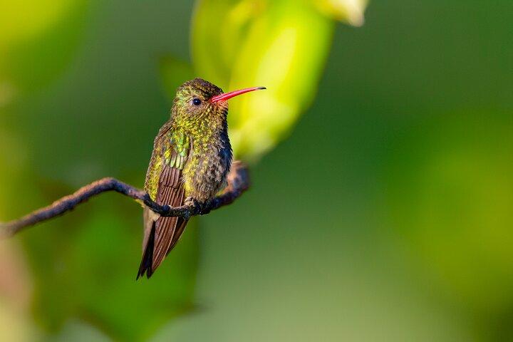 Birdwatching in Buenos Aires - South Coast Reserve