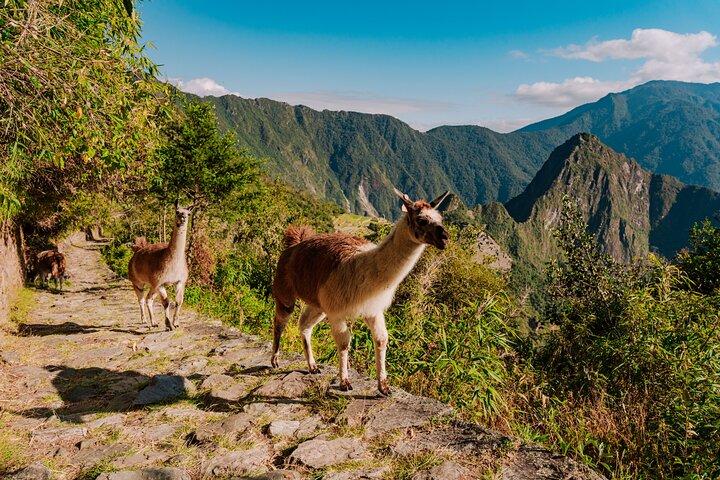 Machu Picchu Last Minute Ticket with Guide from Aguas Calientes