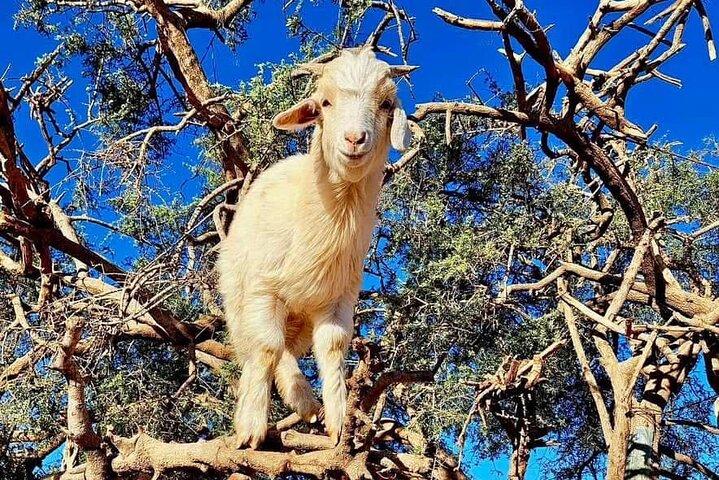 Essaouira Day Trip from Marrakech-private Tour with Pickup