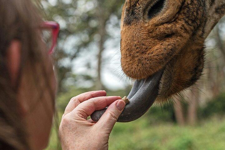Nairobi National Park Tour Optional Elephant and Giraffe Center