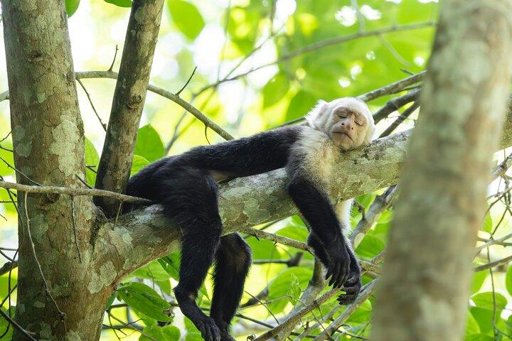 Crocodile Jungle River Safari & Puntarenas Cultural Highlights