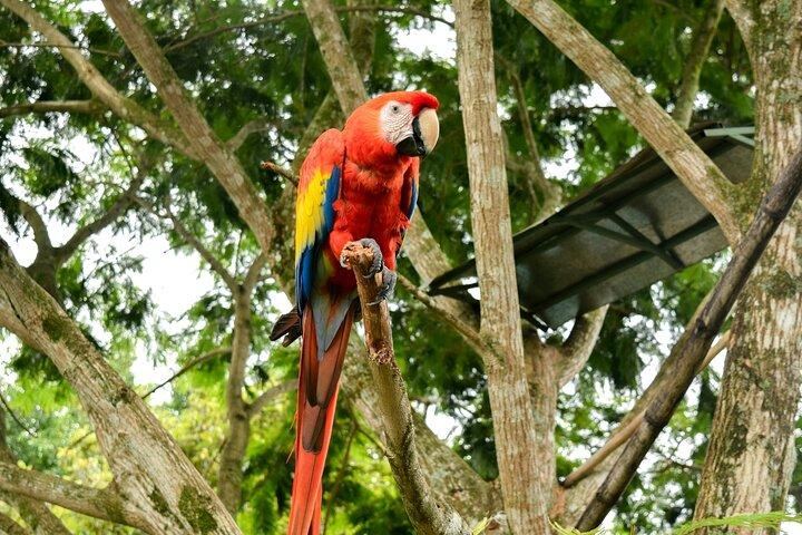 Crocodile Jungle River Safari & Puntarenas Cultural Highlights