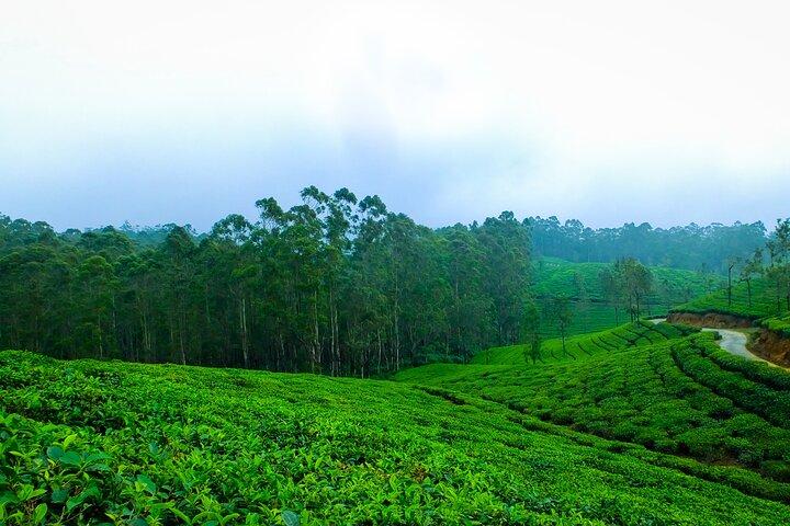 Solo traveller Kerala 6 Day Tour Munnar Thekkady Alleppey Kovalam