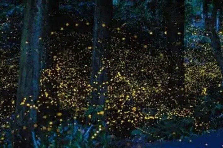 Kuala Selangor Fireflies and Blue Tears Experience