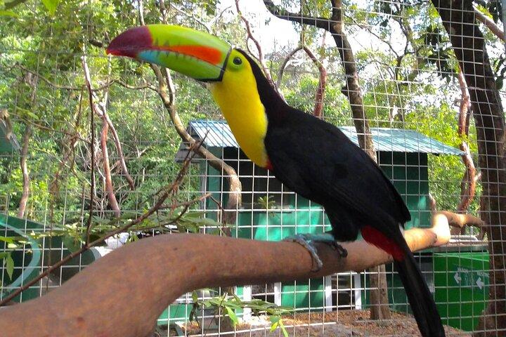 Roatán Private Sloths, Monkeys & West Bay Beach Day Pass