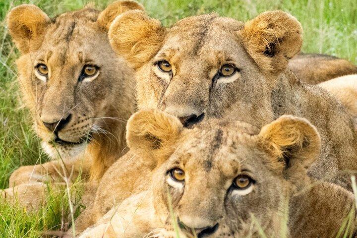 Nairobi National Park Tour Optional Elephant and Giraffe Center