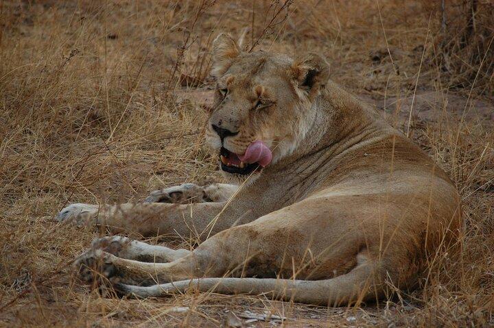 4-Days Big Five Safari: Tarangire, Serengeti & Ngorongoro Crater