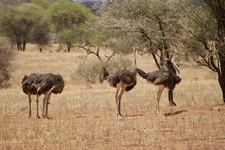 4-Days Big Five Safari: Tarangire, Serengeti & Ngorongoro Crater