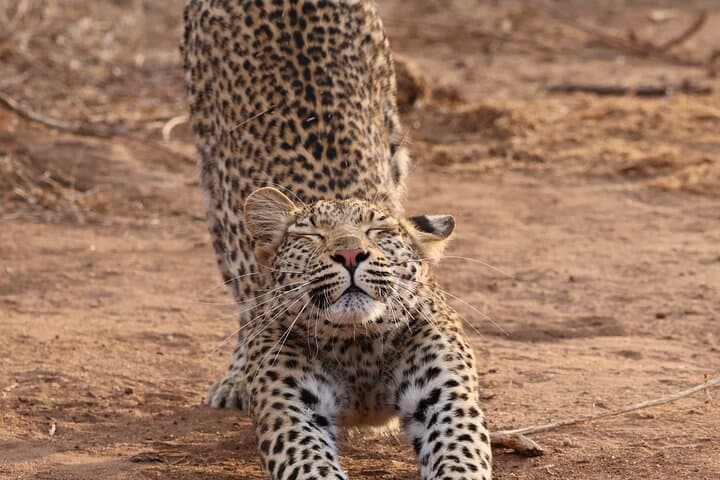 Hoedspruit Kruger National Park Full Day Safari Tour