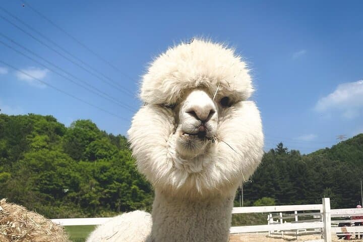 Nami Island & Railbike & Alpaca Garden Cafe