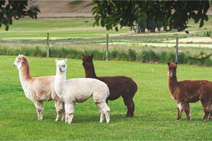 Nami Island & Alpaca Garden Cafe