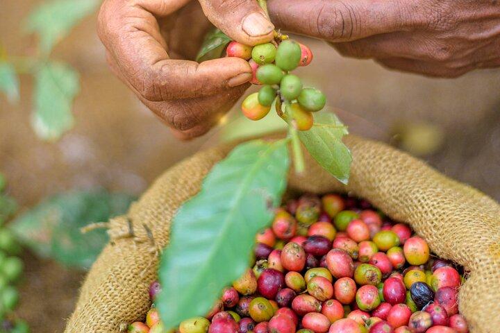 Kandy Yahalatenna Walking Coffee Class Activity