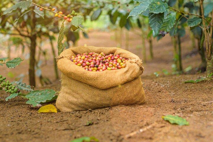 Kandy Yahalatenna Walking Coffee Class Activity