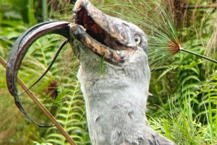 Mabamba Swamp Shoebill Tours