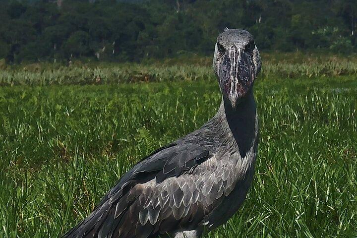 Mabamba Swamp Shoebill Tours