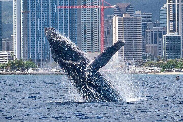 Best Waikiki Whale Watching in Honolulu: Whales Guaranteed