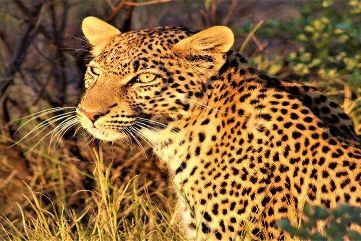3 Day Botswana Safari Khwai Concession Shared Tour