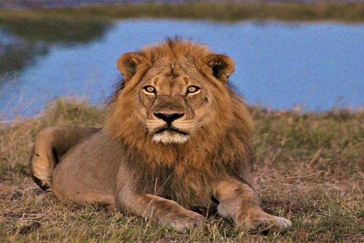 3 Day Botswana Safari Khwai Concession Shared Tour