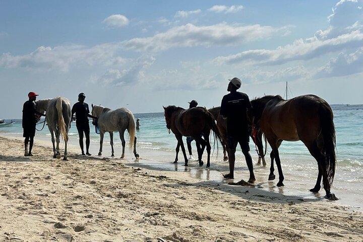 Horse Back Ride and Swimming with Sea Turtles in their Aquarium