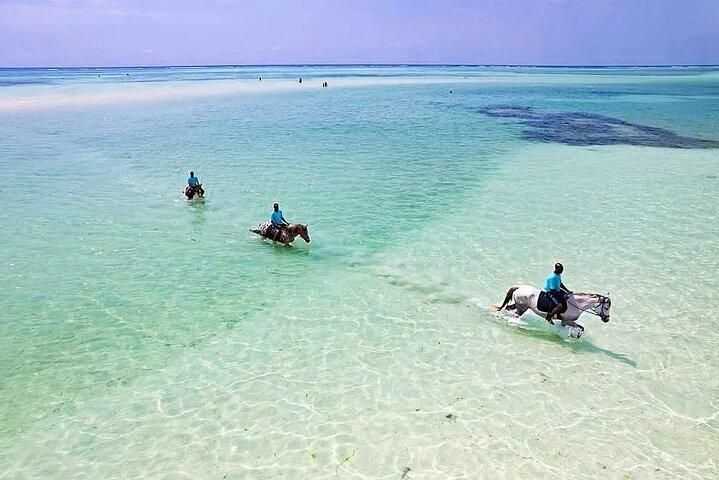 Horse Back Ride and Swimming with Sea Turtles in their Aquarium