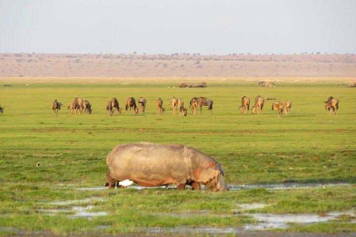 Amboseli National park Day trip:Mt kilimanjaro Views