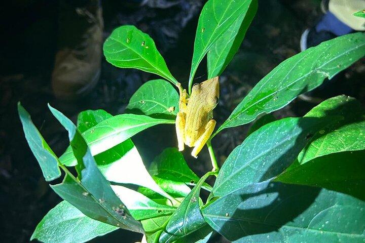 Sinharaja' rainforest - Night Tour