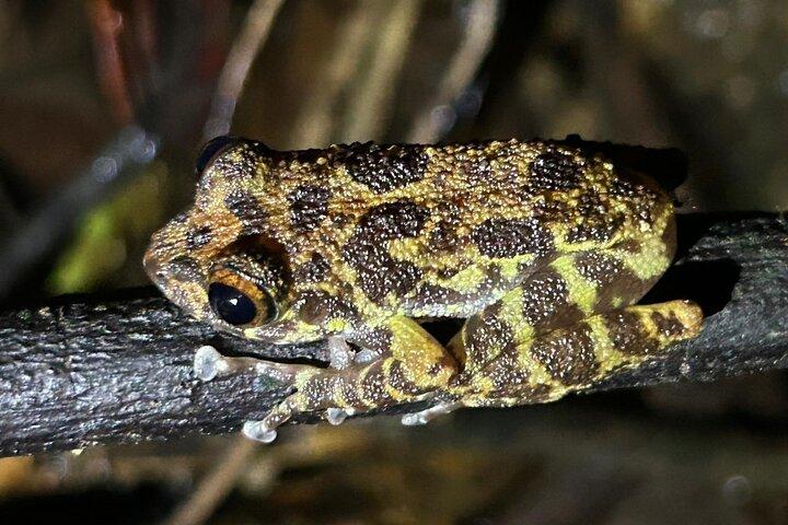 Sinharaja' rainforest - Night Tour