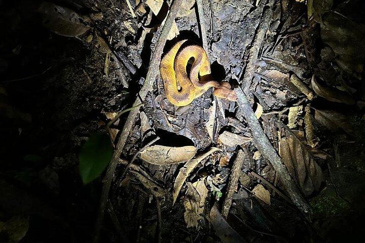Sinharaja' rainforest - Night Tour