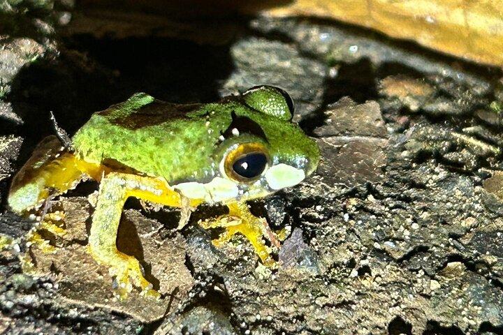 Sinharaja' rainforest - Night Tour
