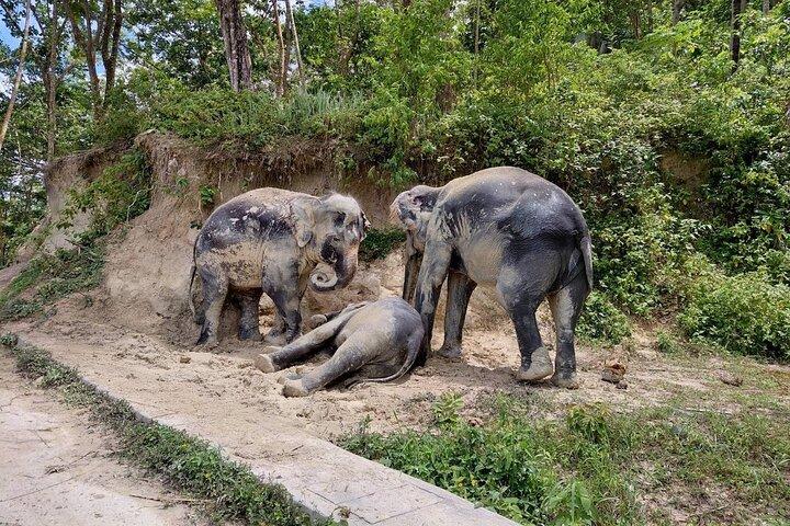 Phuket Guided Tour to Elephant Sanctuary with Hotel Transfers