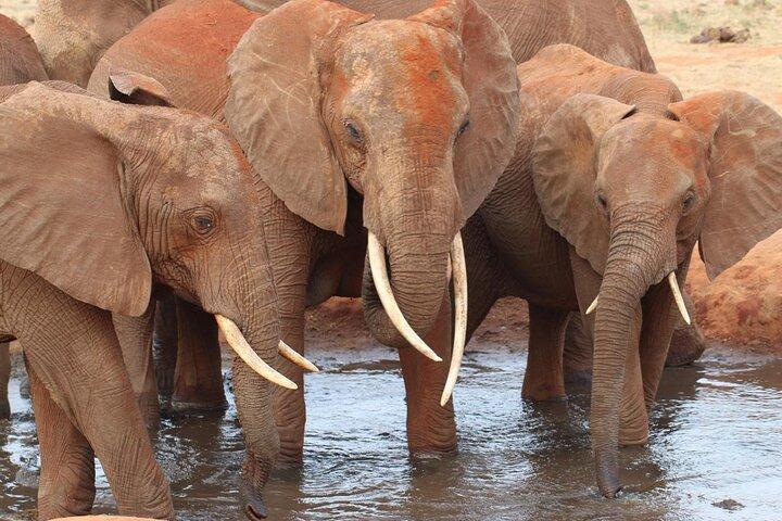 Safari in Tsavo and Amboseli for 4 Days and 3 Nights