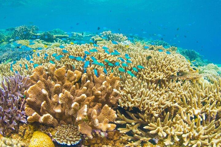 Start at Nusa Penida, Snorkeling Manta Rays & West Side Land Tour
