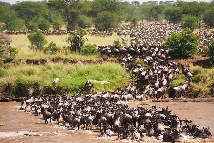 5 Days Migration Safari Adventure in Tanzania