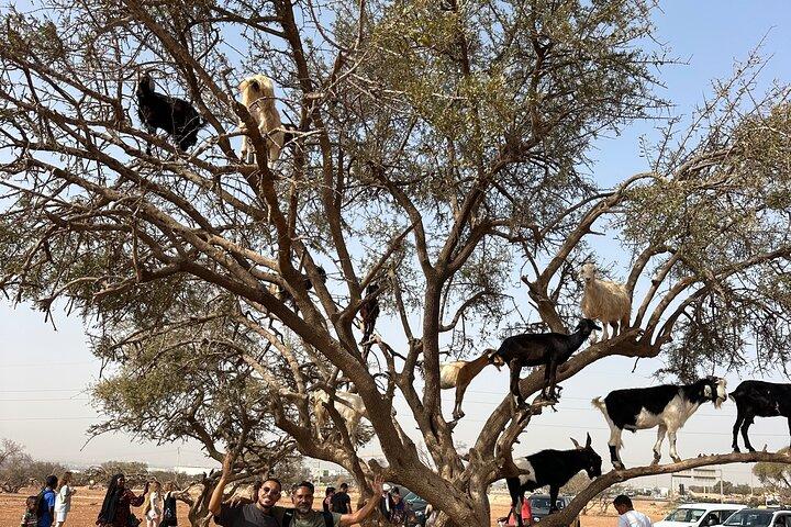 Agadir Crocoparc tickets &the famous three-climbing goats