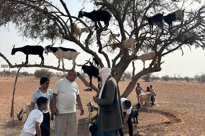 Agadir Crocoparc tickets &the famous three-climbing goats