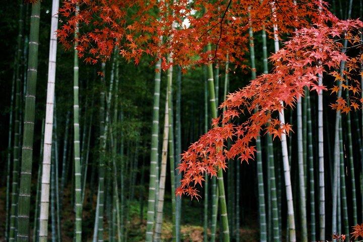 Kyoto's Arashiyama Bamboo Grove: 3-Hour Guided Tour