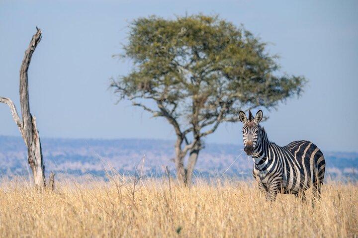 5 Days Migration Safari Adventure in Tanzania