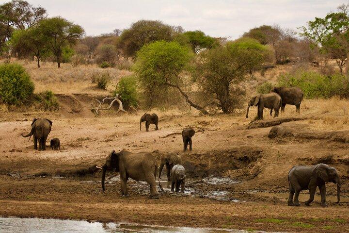 6 Days Luxury Safari Through Iconic Parks in Northern Tanzania