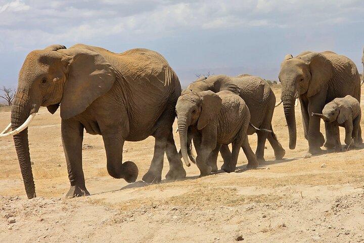 Kilimanjaro & Elephants: 3-Day Amboseli & Nairobi Safari