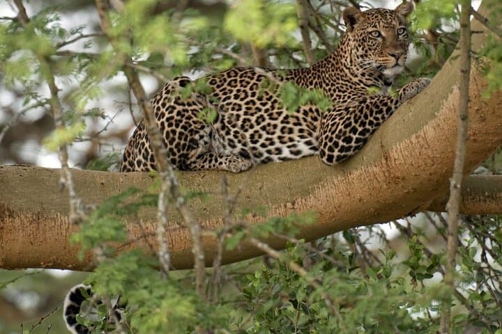 5 Day Masai Mara and Lake Nakuru Kenya Safari