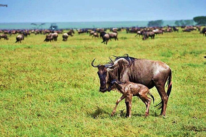 5 Day Ndutu Safari Calving and Predator Drama