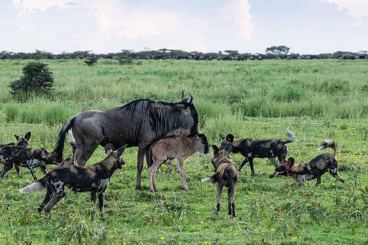 5 Day Ndutu Safari Calving and Predator Drama